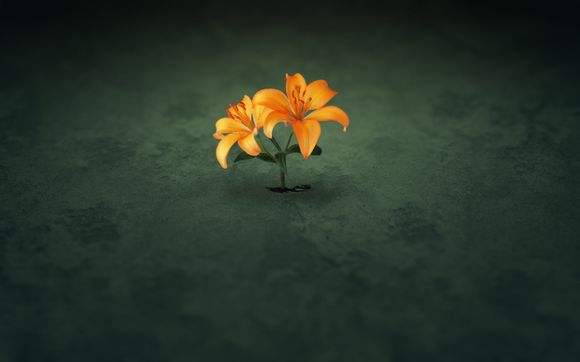 一次性培养皿如何使用