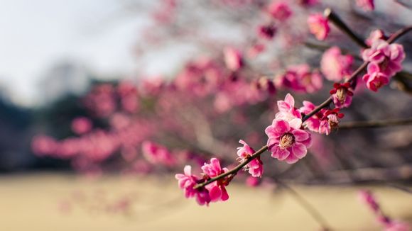 51汇编怎么循环